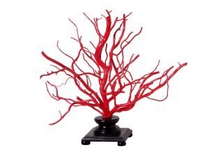 coral